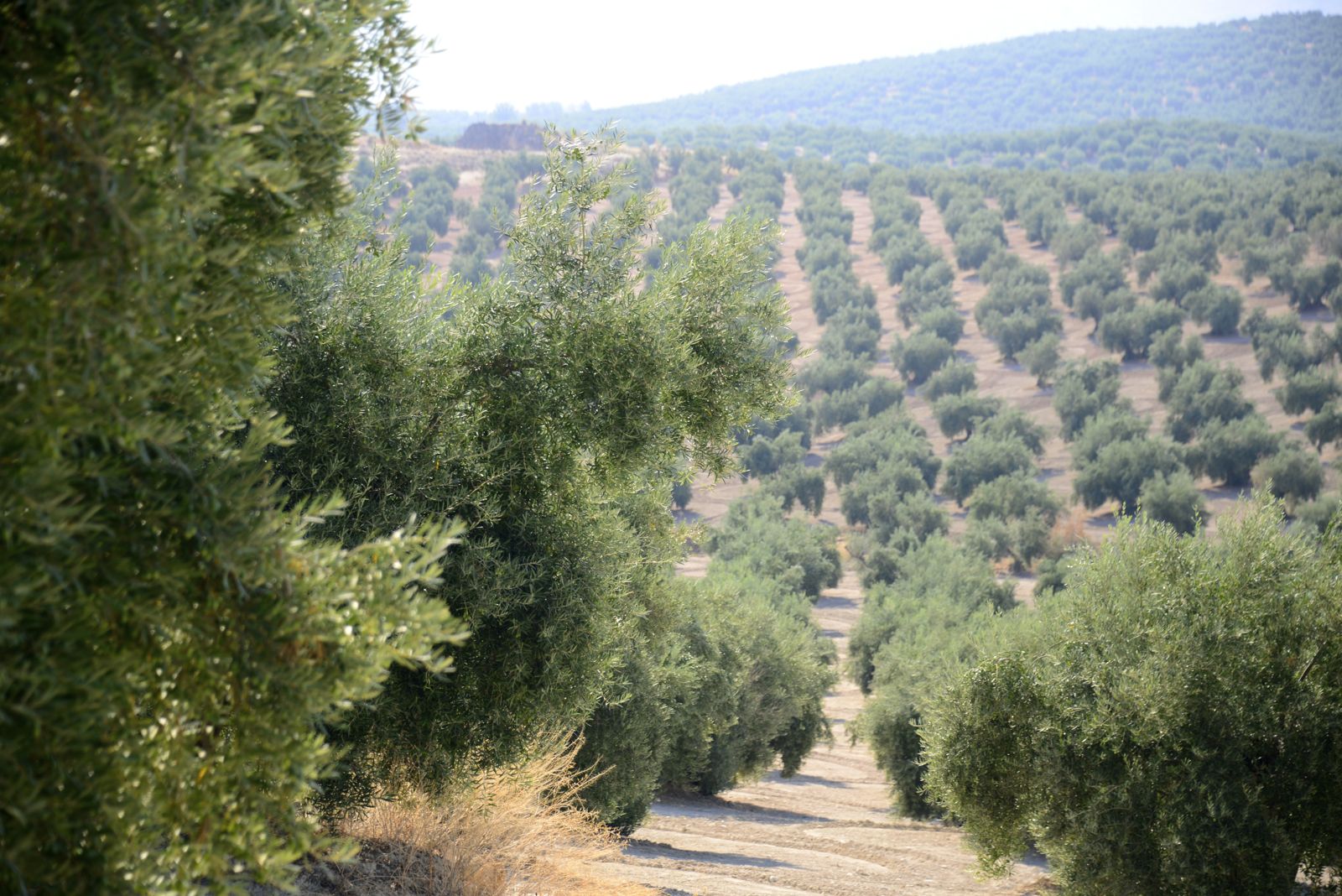 Driving thru 25% of world's olive trees/