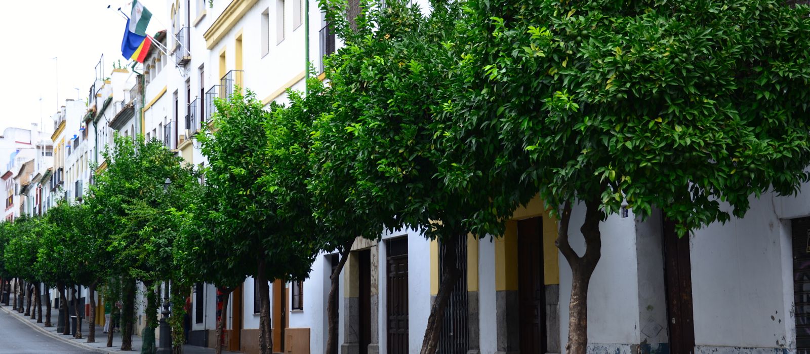 Some of the 40,000 orange trees lining the streets of Córdoba/