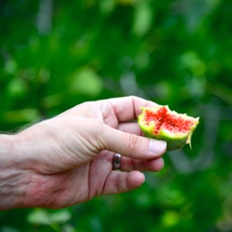 Stolen fig/
		    