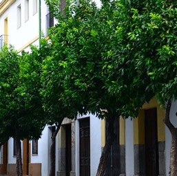 Some of the 40,000 orange trees lining the streets of Córdoba/
		    