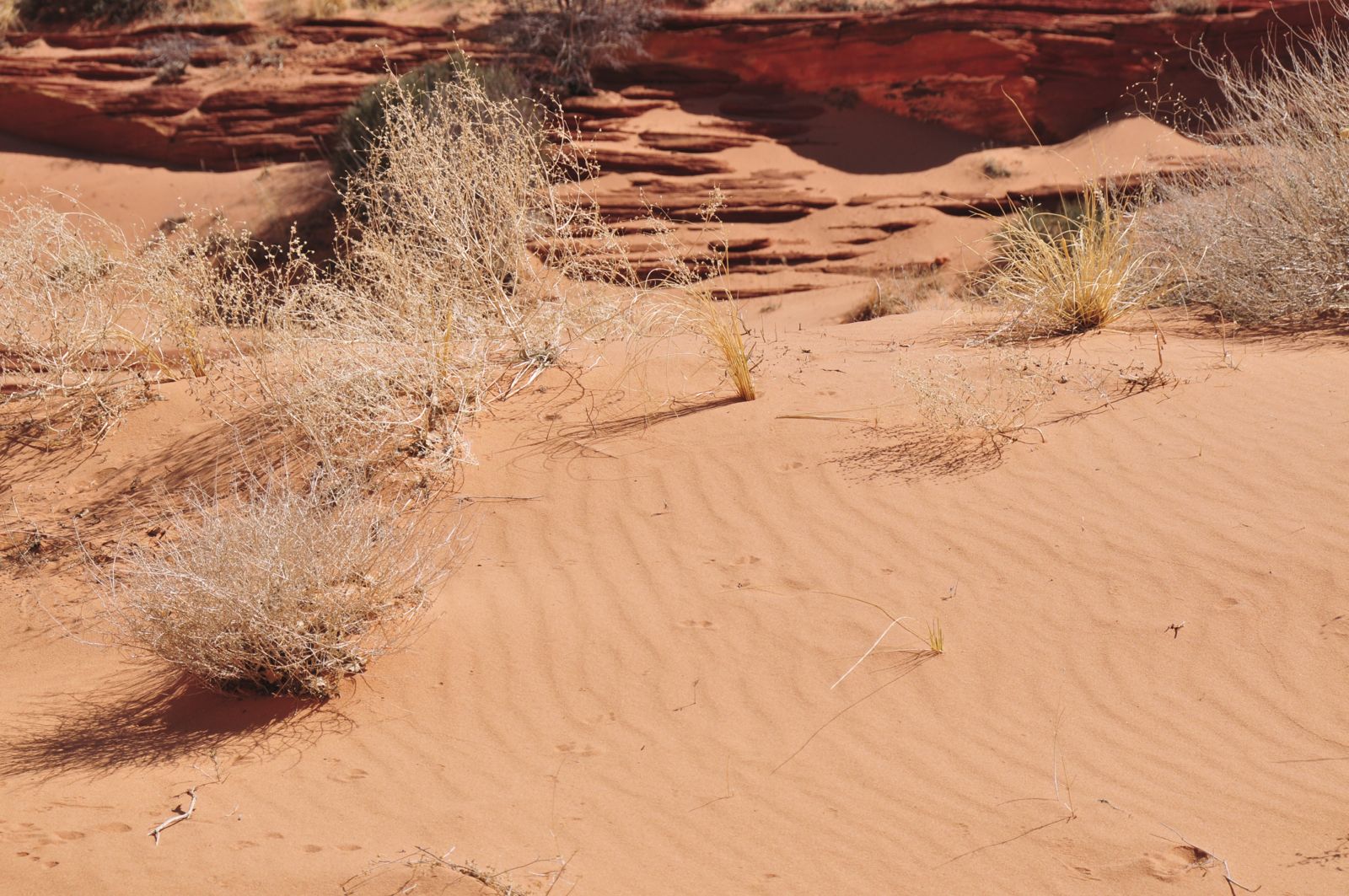 The trail... made out of soft beach red sand/