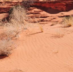 The trail... made out of soft beach red sand/
		    