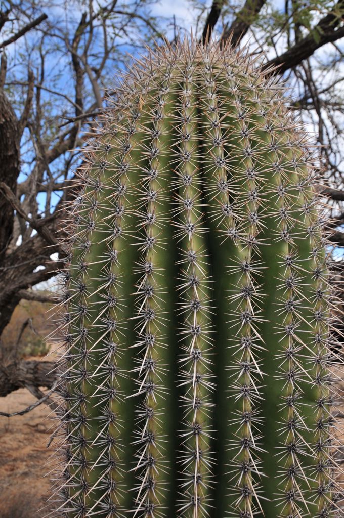 Juvenile Saguaro/