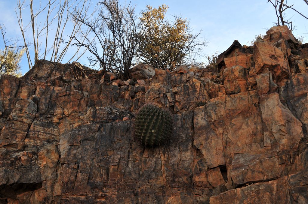Barrel cactus on rocks/