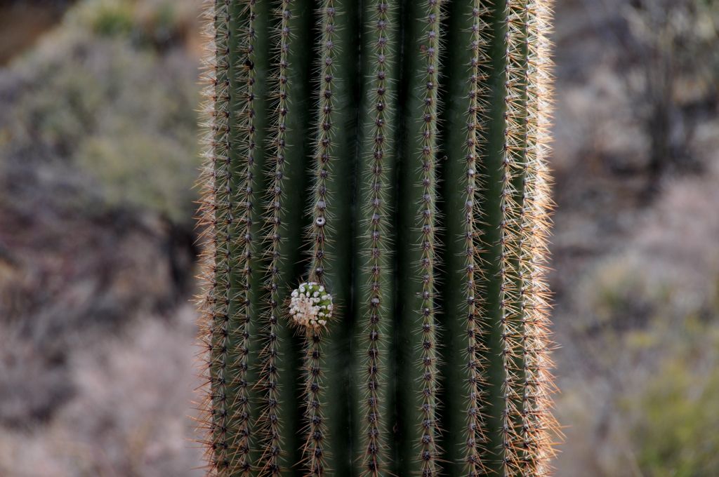 Itsiest bitsiest little nubbin!/