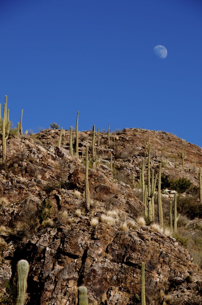 Cacti and the moon/
