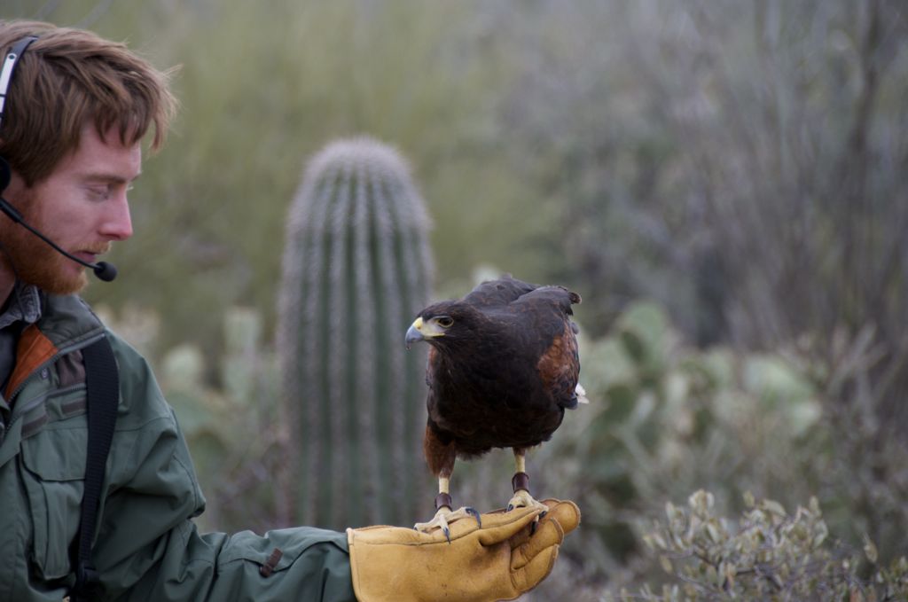 Trainer dude for the Harris Hawks/