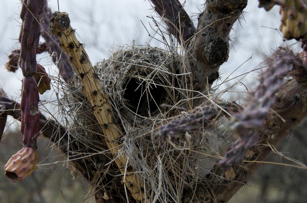 Bird house in the cactus/