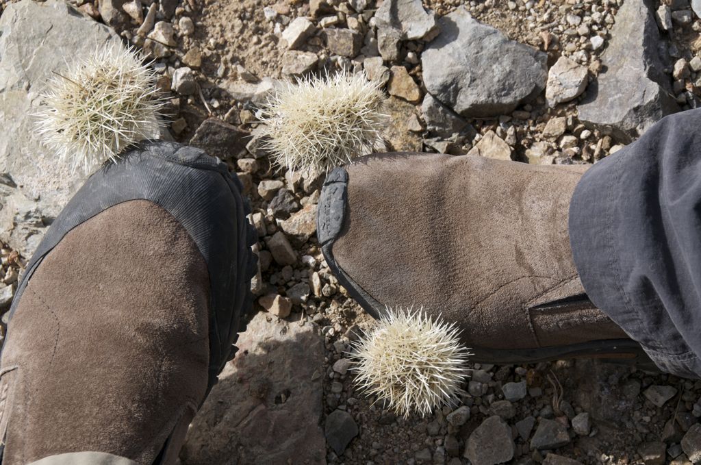 Barb-bunnies trying to go home with us/