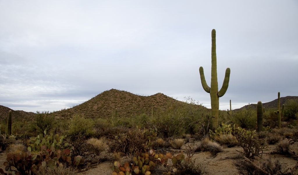 Hello! I'm a Saguaro! Welcome to my land!/