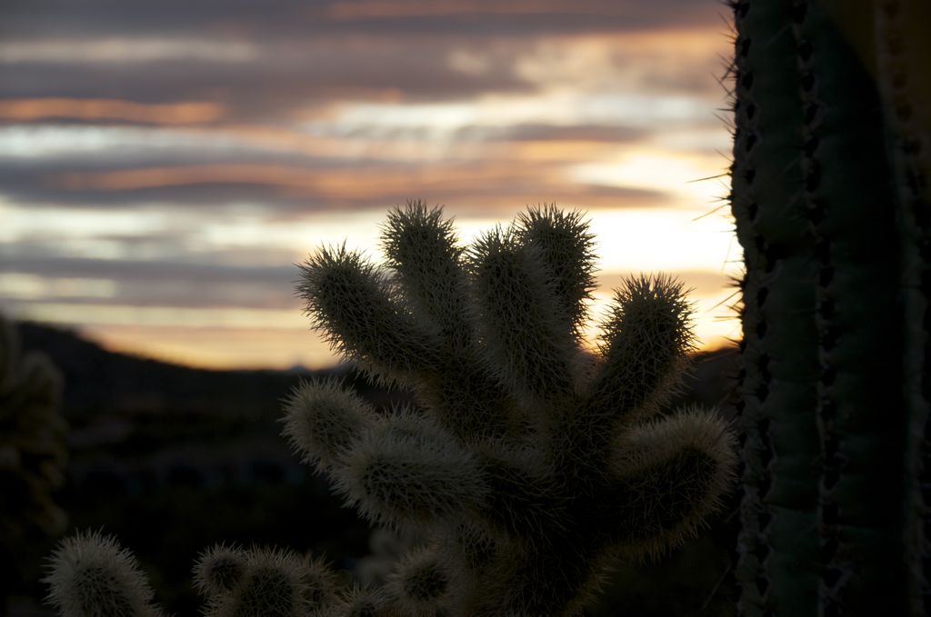 Hard to imagine something so cute is so vicious!/