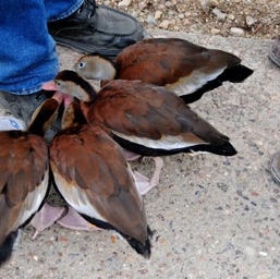 Baby ducks very interested in someone's shoe laces/
		    