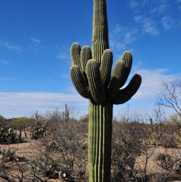 Awwwh! Big fat Saguaro.../
		    