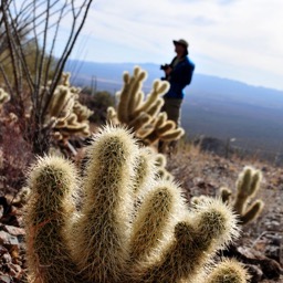 Teddy bear cactus!/
		    