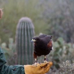 Trainer dude for the Harris Hawks/
		    