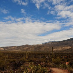 Saguaro NP - the east side /
		    