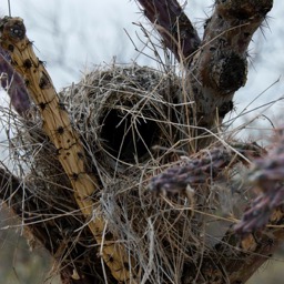 Bird house in the cactus/
		    