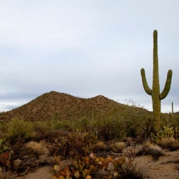 Hello! I'm a Saguaro! Welcome to my land!/
		    