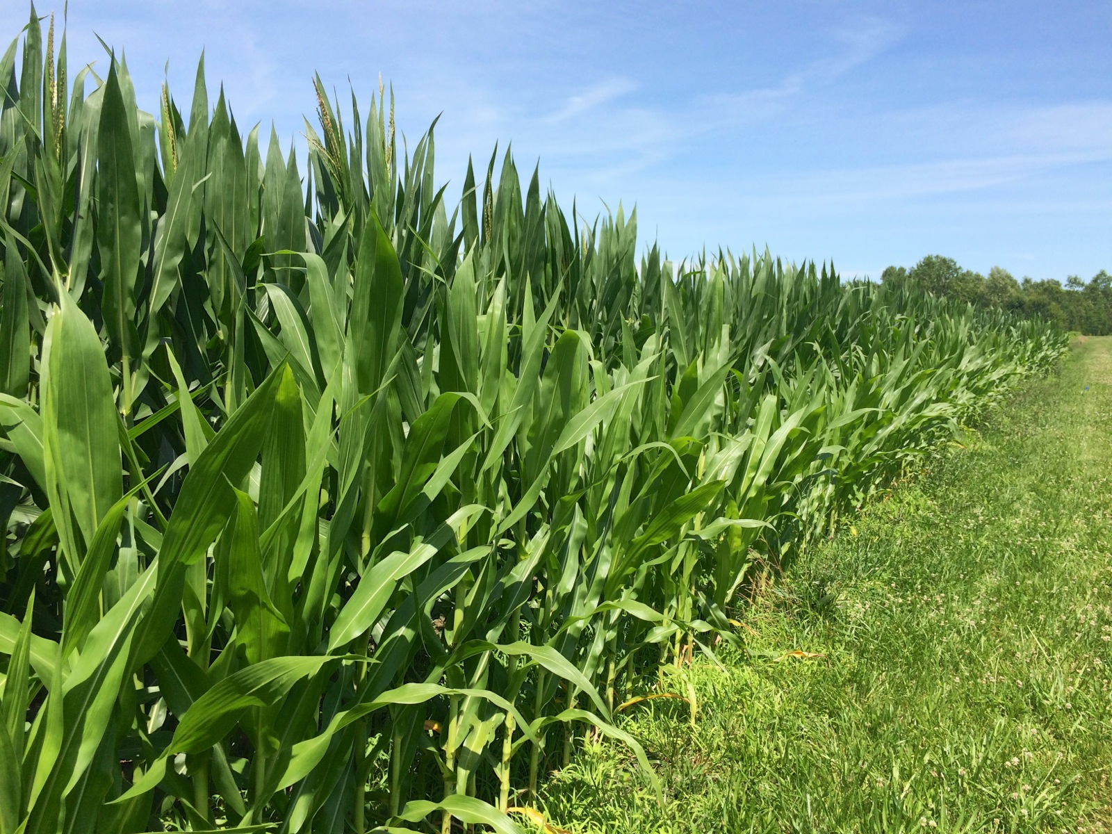 Neighborhood corn fields/
