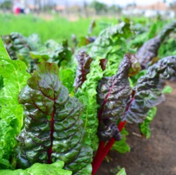 Mmmm... kale, or rubarb, or whatever you are/
		    