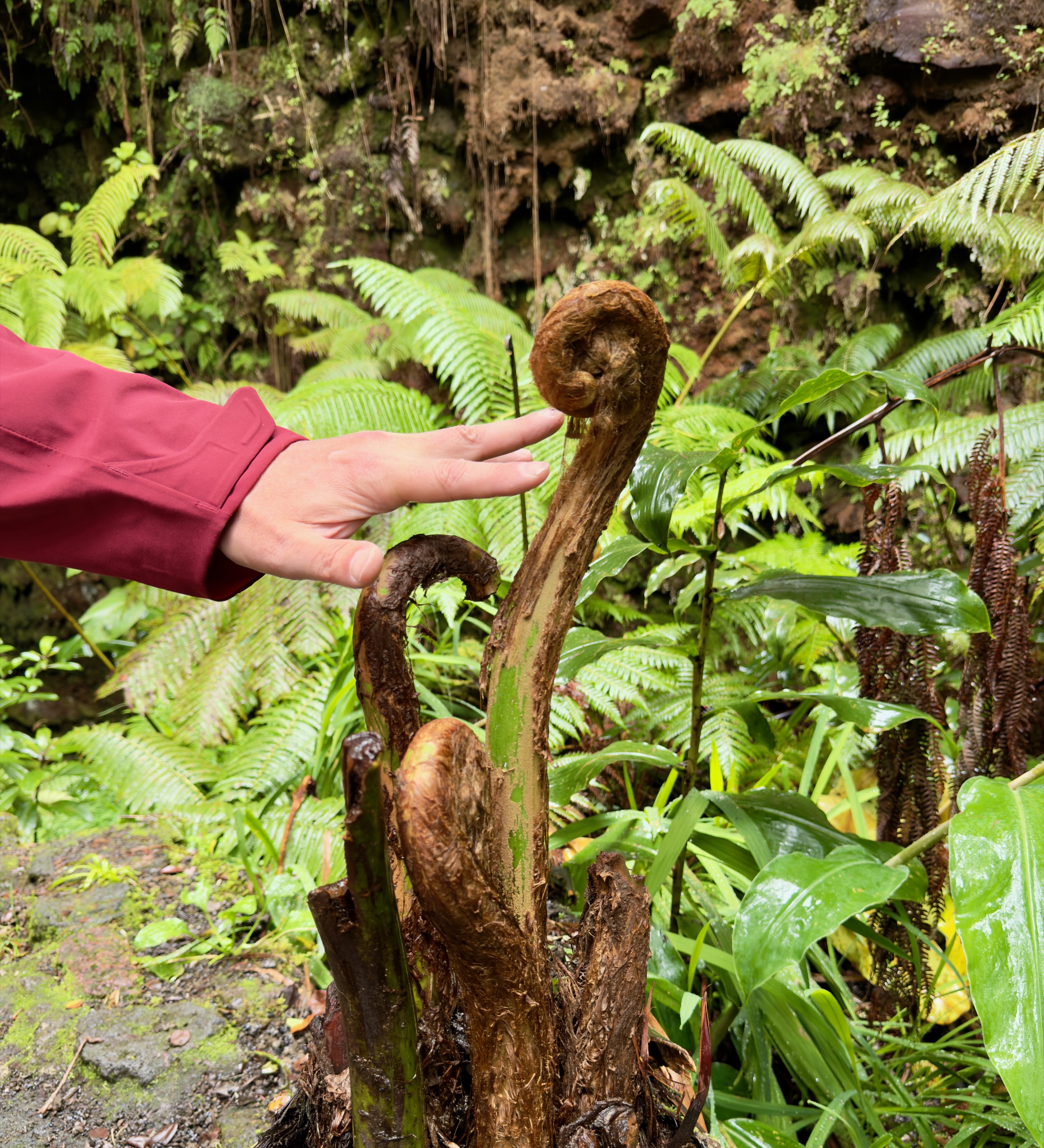 Ginormous ferns on Nāhuku Trail/