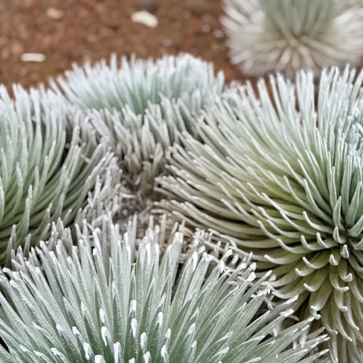 Haleakalā silversword, Argyroxiphium sandwicense macrocephalum/
		    Pu'u'ula'ula (Red Hill) Summit Observation and Exhibition Building, Crater Rd, Kula, HI 96790, USA