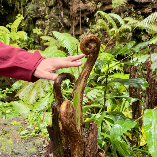 Ginormous ferns on Nāhuku Trail/
		    