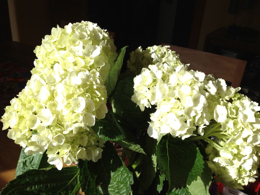 ... and Assana wants white Hydrengias (never mind that they are not in season in July!)/