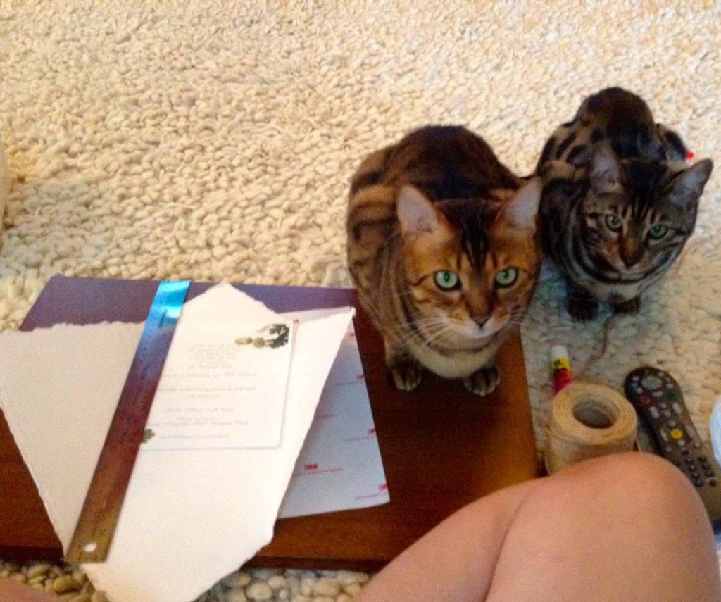 ...a bit of help from helpful kitties.../
