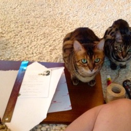 ...a bit of help from helpful kitties.../
		    