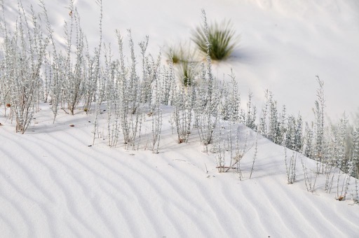 Sand shrubs