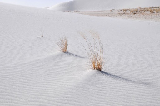 Sand grass