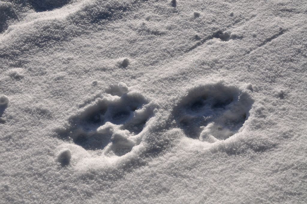 Our first wolf prints/