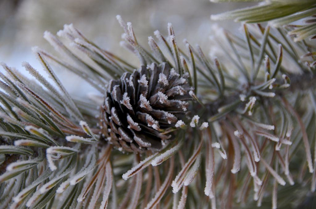 Frosty pines/