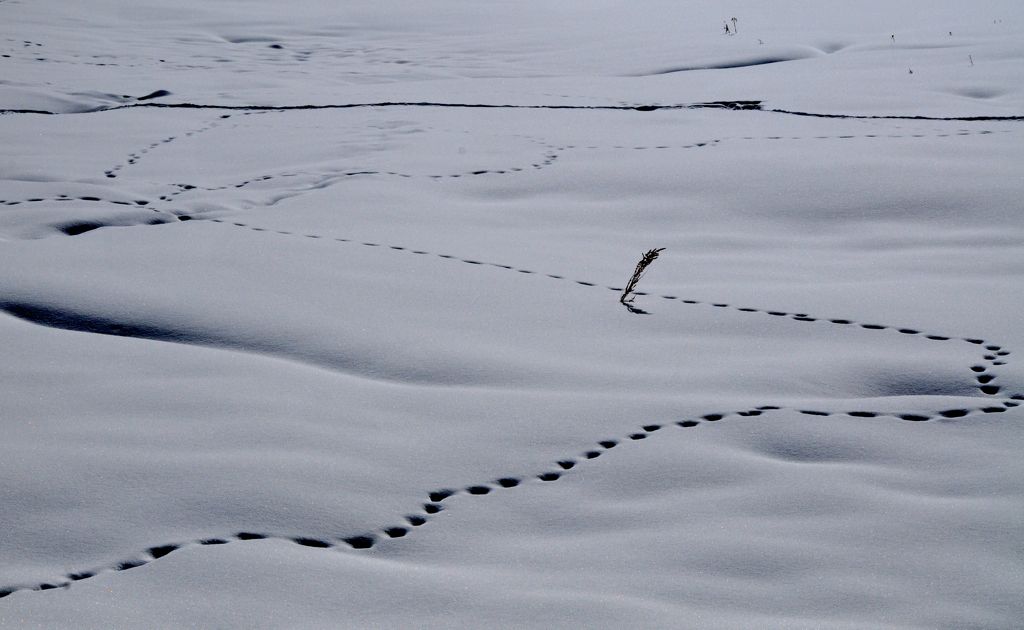 Critter trails on an empty land/