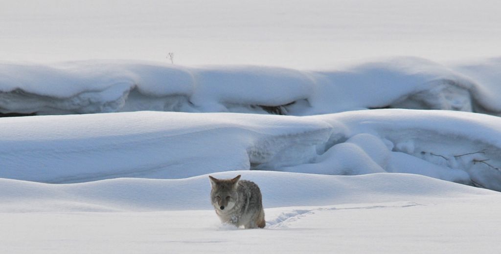 Our first coyote! Hi Buddy!/