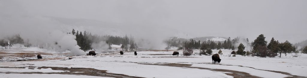 Steam, snow and bison/