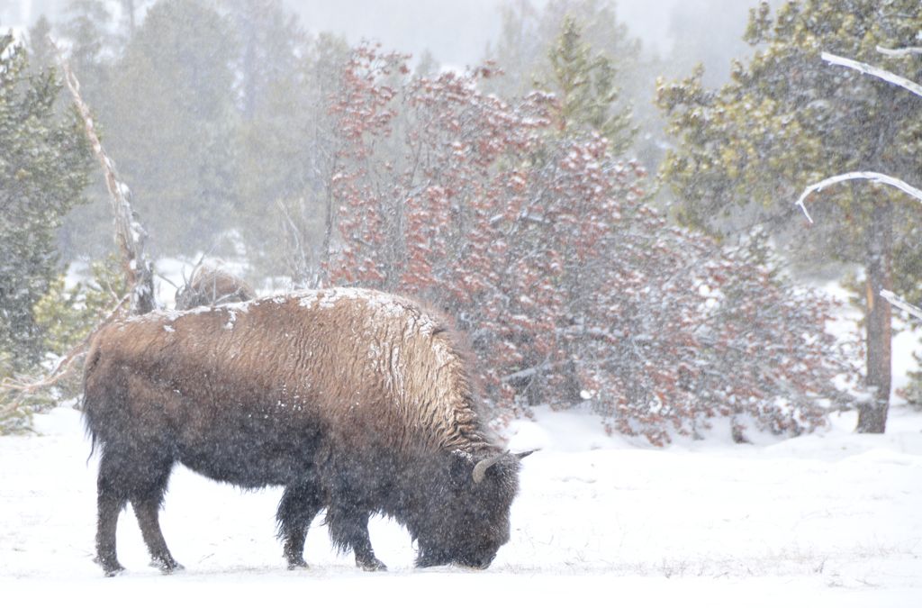 Bison and the snow/