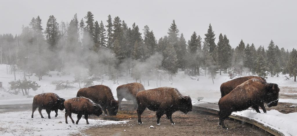 Bison crossing the trail/