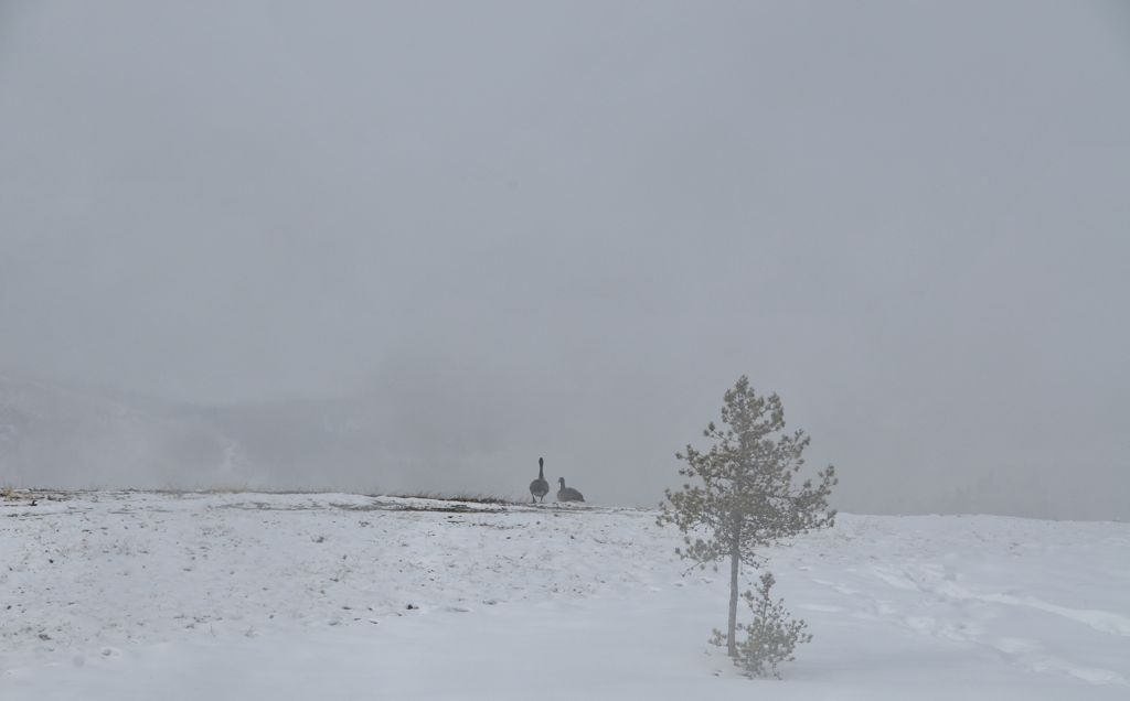 Canadian geese warming up near a geyser /