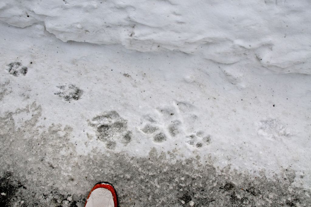 Wolf, coyote, and Assana paws/