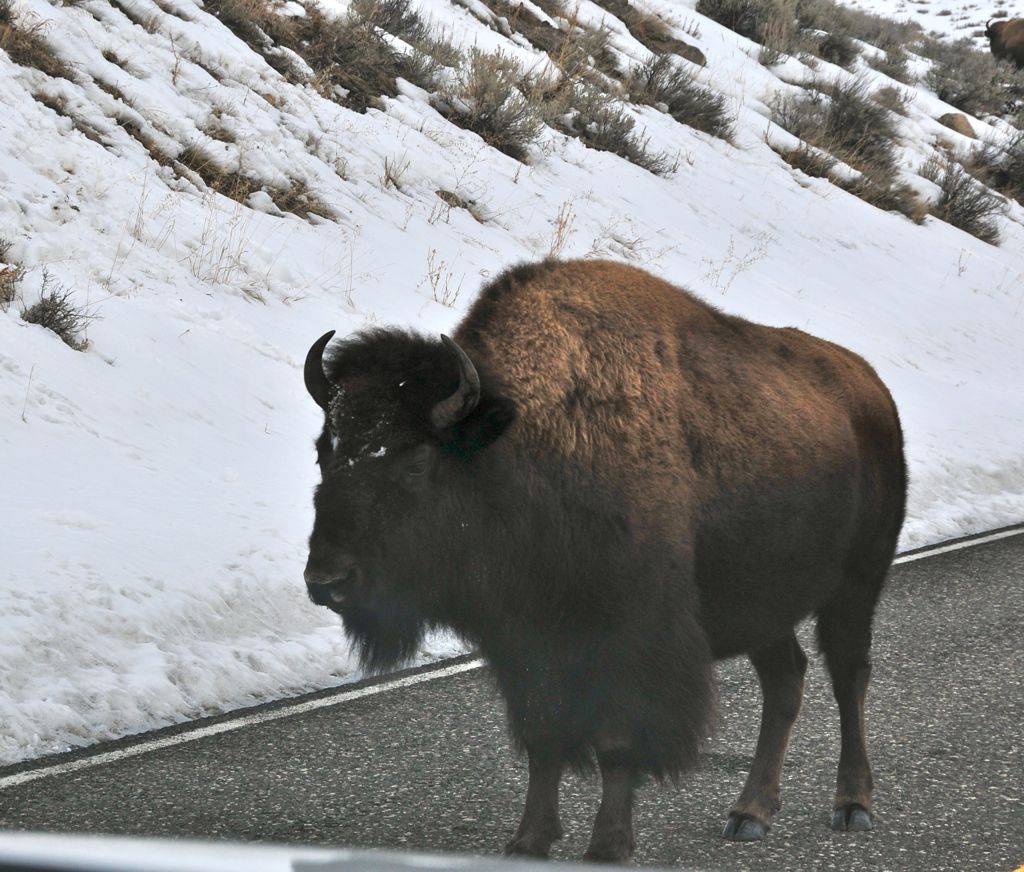 Bison standoff... /
