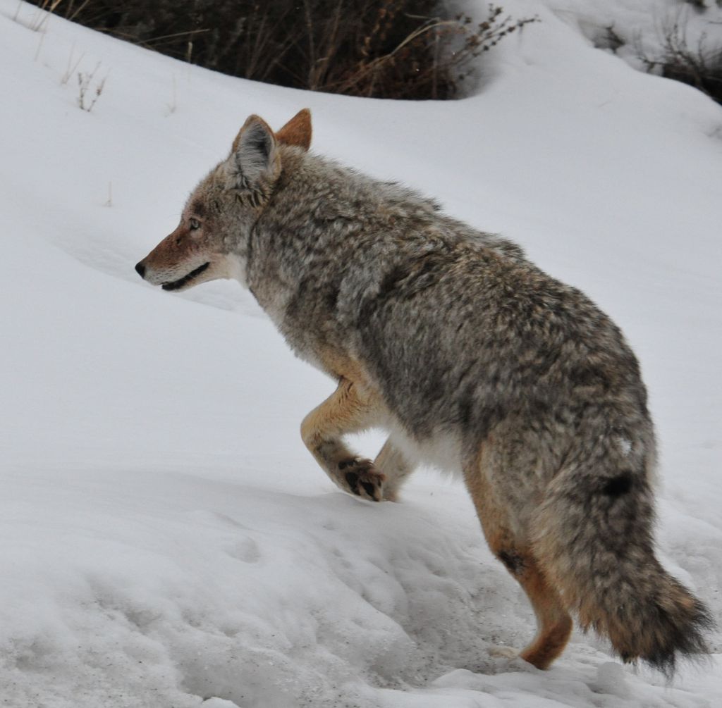 Smiling coyote (© RickAndRandy.com)/