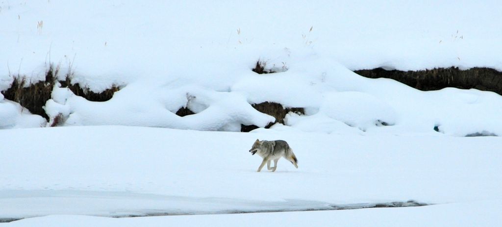Scampering coyote.../