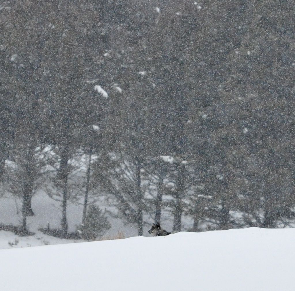 Well hello you magnificent Canis lupus!/