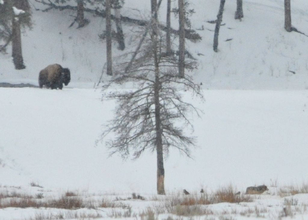 The bison and the wolf (on the right bottom side)/