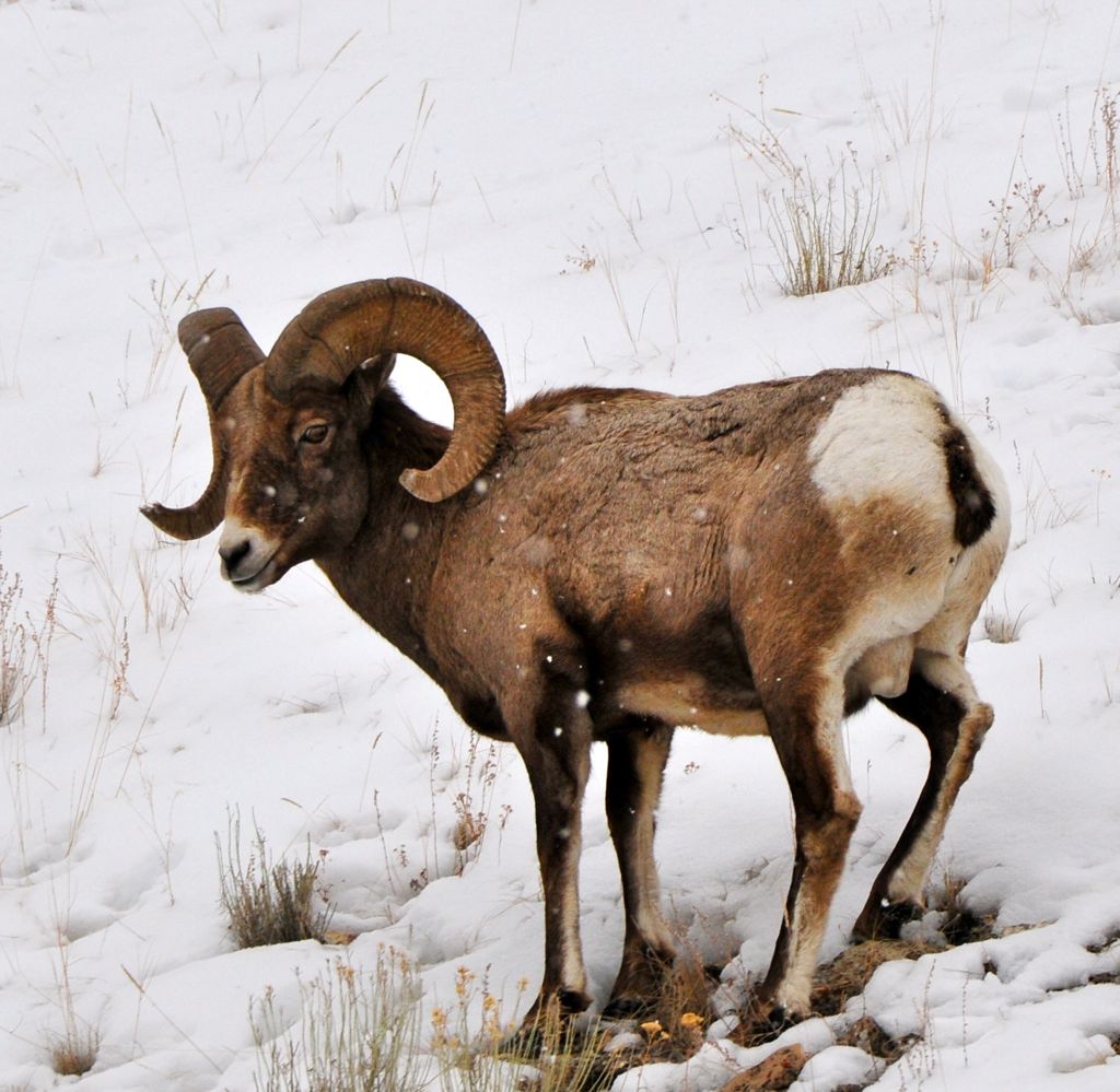 Same Big Horn Sheep as the day before/