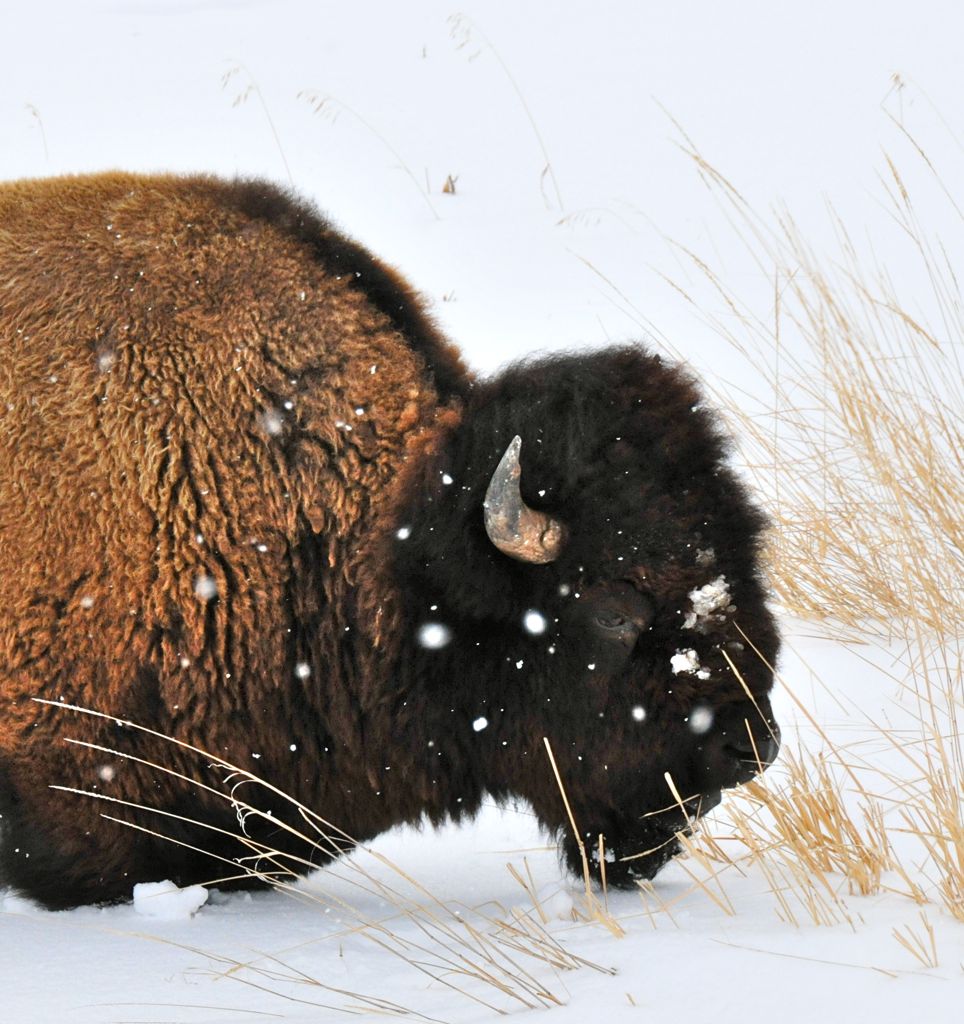 Bison sweater and the snow/