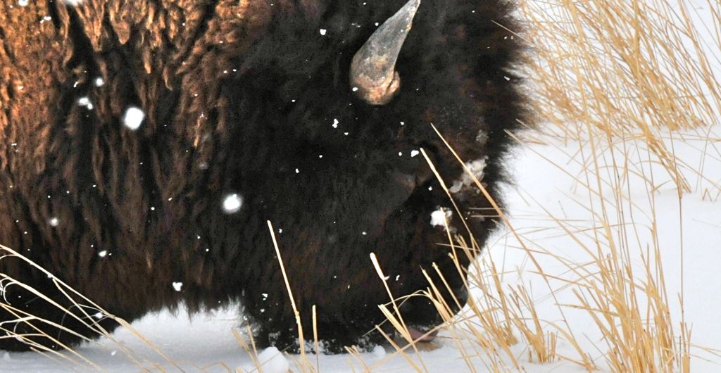 ... and his tongue!/