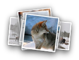 Wolves & Yellowstone NP, WY